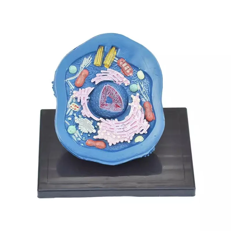 

Модель животных, ячейки, микроструктура, анатомическая модель, Школьное медицинское обучающее биологическое оборудование, инструмент