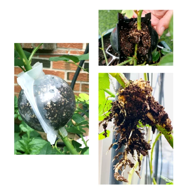 Kerti Növény Gyökérgömb Inkubátor Nagynyomású Oltott Fa Gyökérzetű Palánták Tenyésztési Golyó Kis Közeg - Image 4