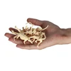 New 12pcs Dinosaur Toys Fossil Skeleton Simulation Model Set Mini Action Figure Educational Creative Collection Toy For Children 4