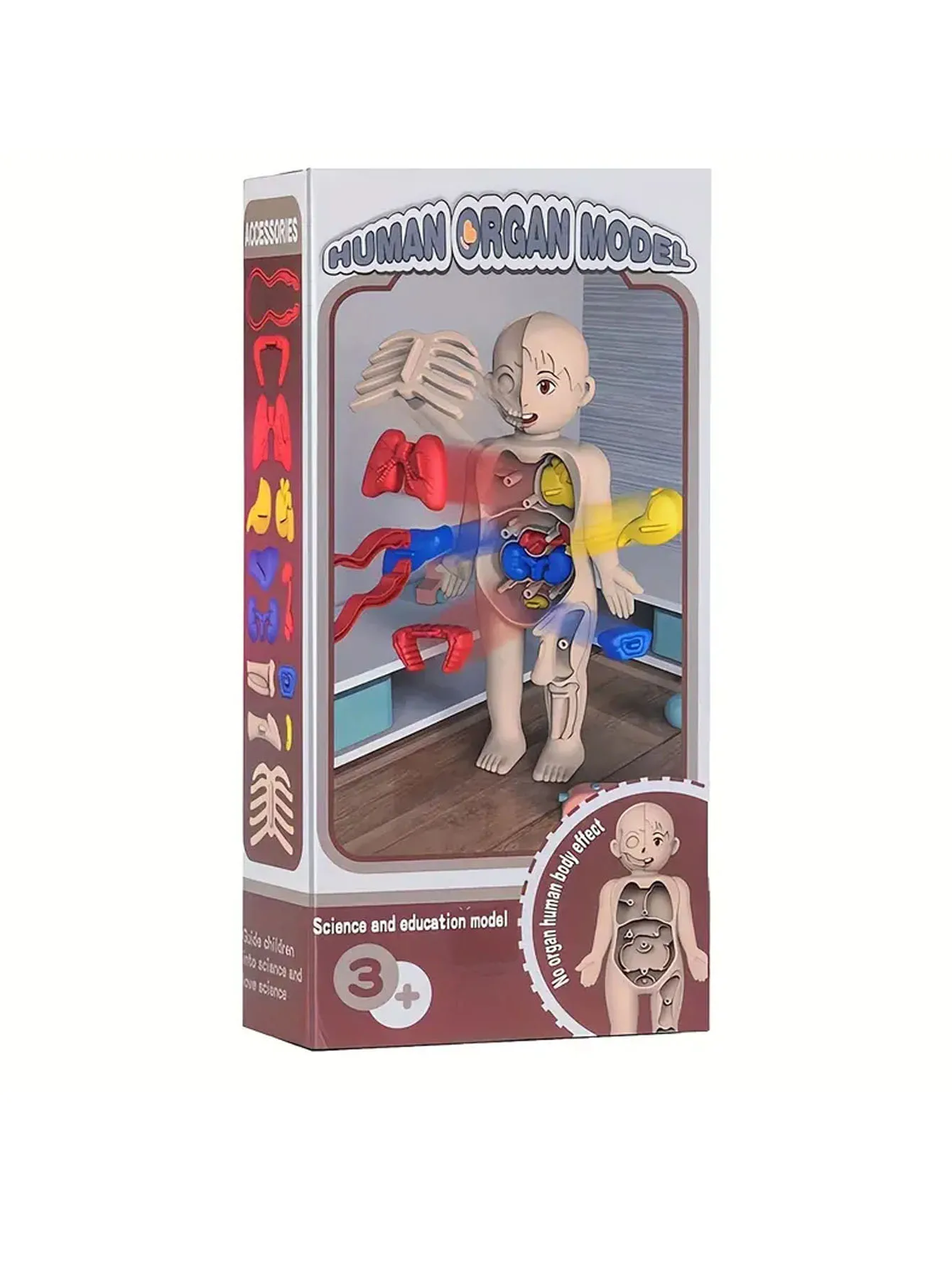 A set of 14PCS children's jigsaw human anatomy model education, learning organ assembly toys, children's body organs teaching to 6