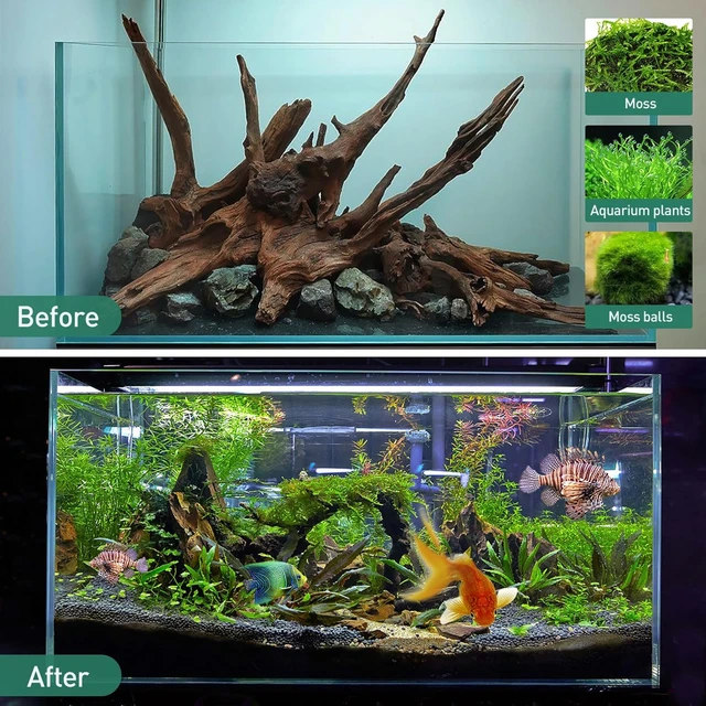 流木レイアウト A861 Driftwood Nature Aquarium Layout / Shade-Shaded Aquatic Plants