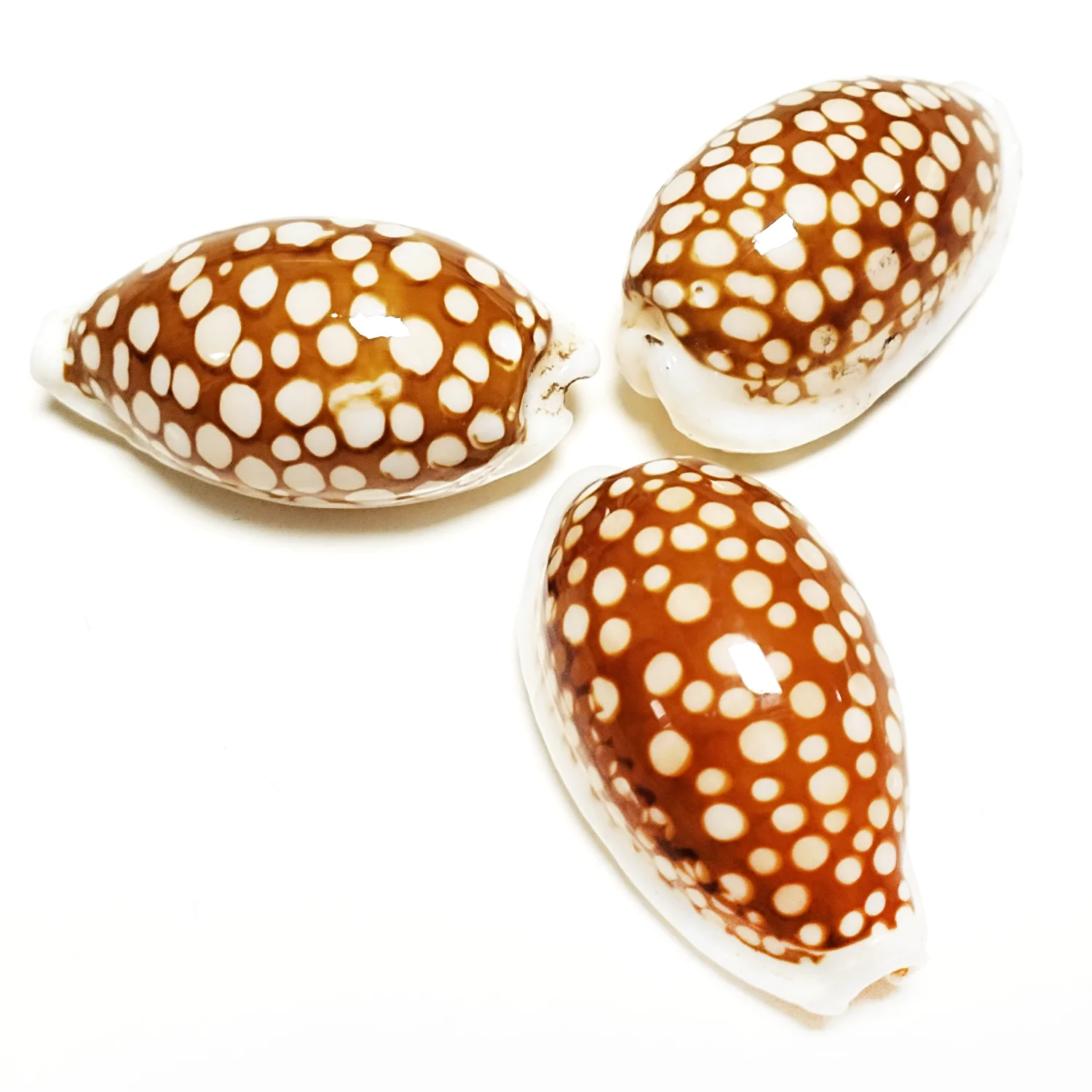 다채로운 체 Cowrie 쉘 진짜 Cypraea Cribraria 조개 표본 수집 표..