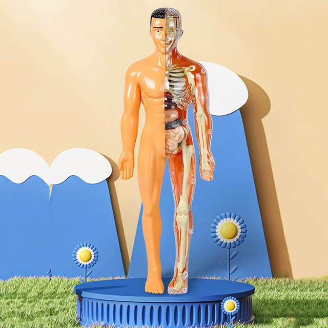 Modèle de torse du corps humain 3D, assemblage éducatif, apprentissage,  jouets de bricolage, organes du corps humain, outils d'enseignement, jouet  d'apprentissage précoce pour enfants - AliExpress