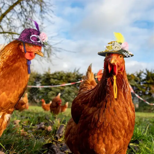 Chicken Hat for Hens 1