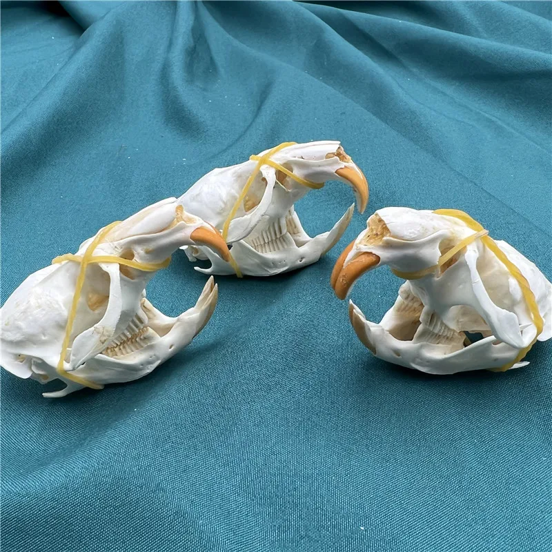 1/2/3/5/10 pcs animal skull real muskrat skull collection specimen crafts about 6-8cm Taxidermy 3