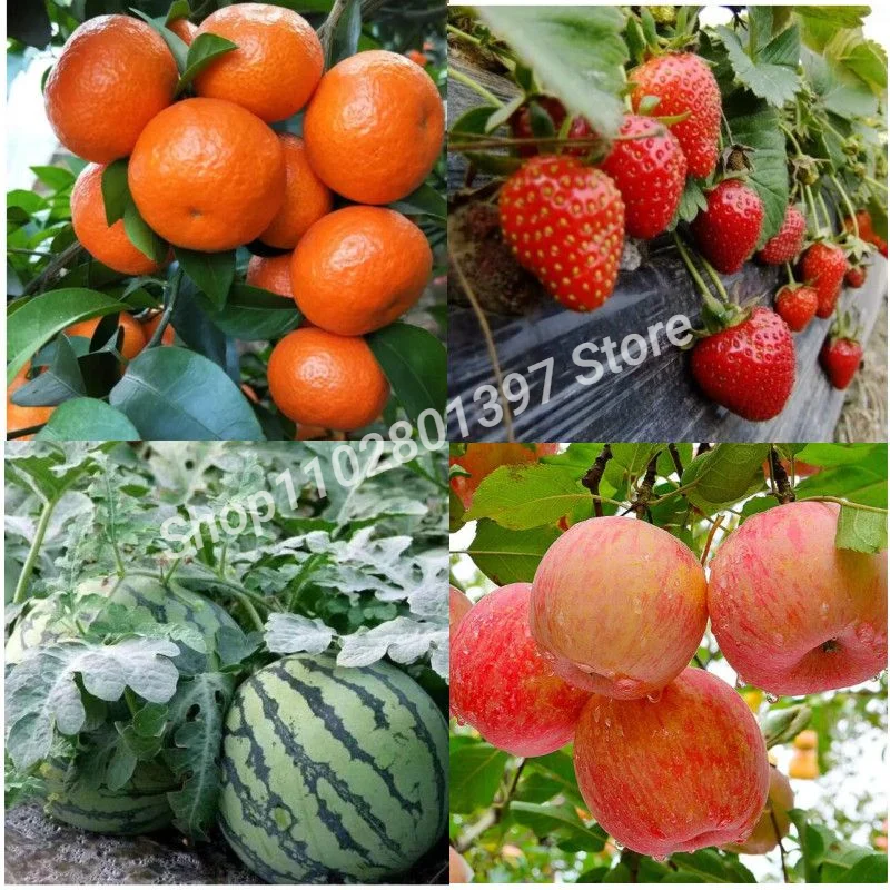 Supply Gibberellic Acid GA3 90%TC For Plant Hormone Growth Regulator