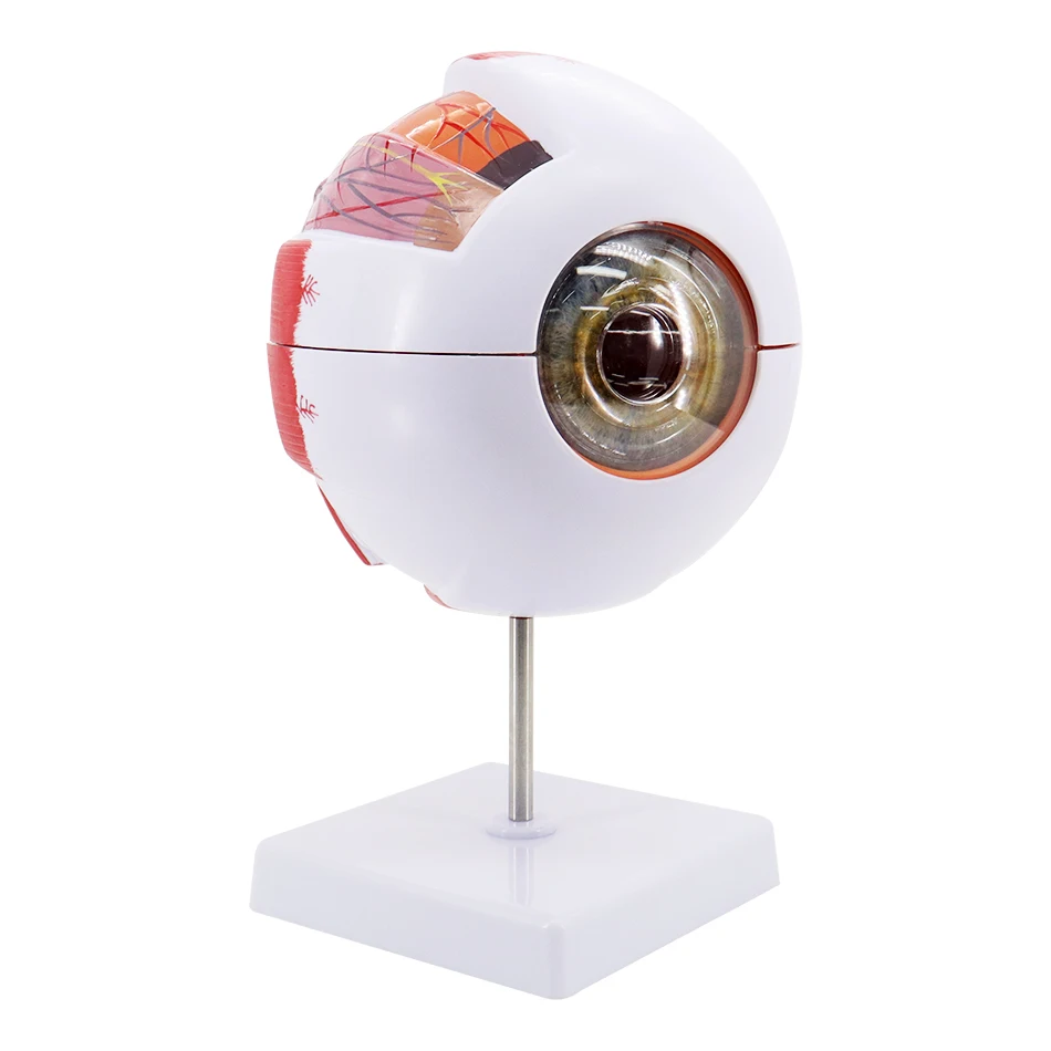 Anatomical Eyeball Model Medical Learning Aid Teaching Instrument Medical Science Teaching Resources