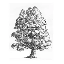 

DABOXIBO Tree Clear Stamps Mold For DIY Scrapbooking Cards Making Decorate Crafts 2020 NEW Arrival