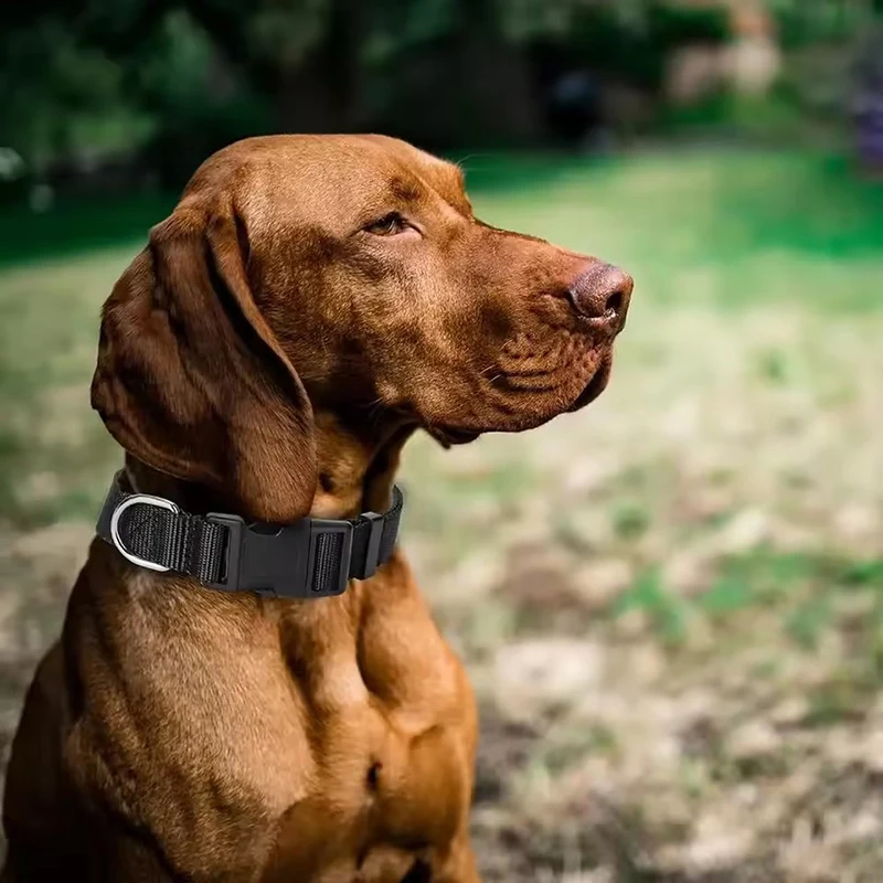 Nylon Adjustable Dog Collar Outdoor Anti Lost Pet Accessories Heavy-duty Buckle Pet Collar Small and Medium-sized Dog