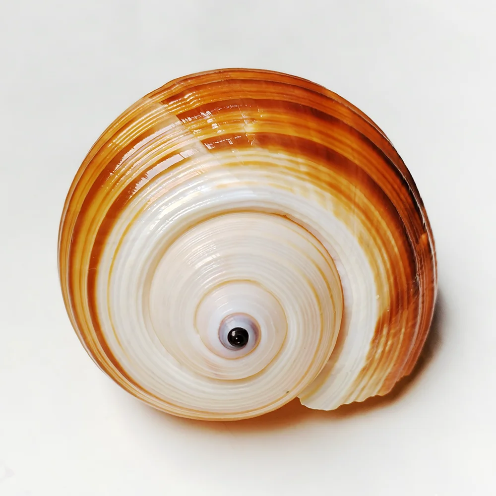 12-14CM Large Giant Tun Shell Maroon Tonna Galea Conch for For Collection Wedding Decorations, Fish Tank Party and Table Decor