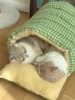 Thiened Plu  House Winter Warmth Closed Sle Se Feeling  Bed Detachable Waable Pet Nest  S Bag 3