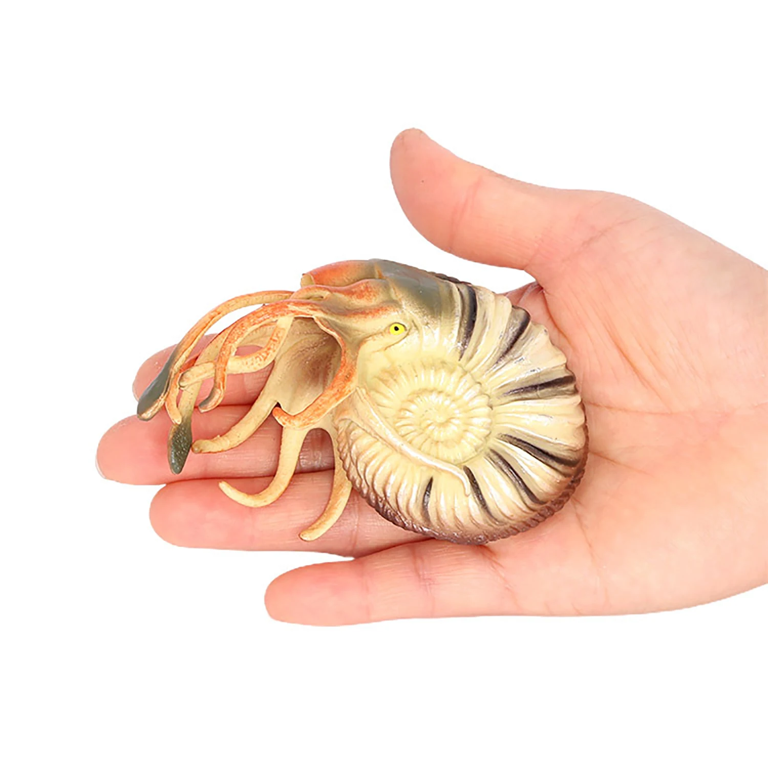 Marine animal model simulation toy Nautilus ornament children's toy figurine model early education 6