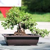 Flowerpots Imitation Purple Clay Succulent Plants Pots Outdoor Garden Landscape Bonsai Pot Trays Rectangular Square Planter 3