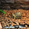Reptile Heat Mat Warm Hydroponic Heating Pad 20W/14W/7W/5W for Snake Lizard Terrarium Greenhouse Germination B03E 3