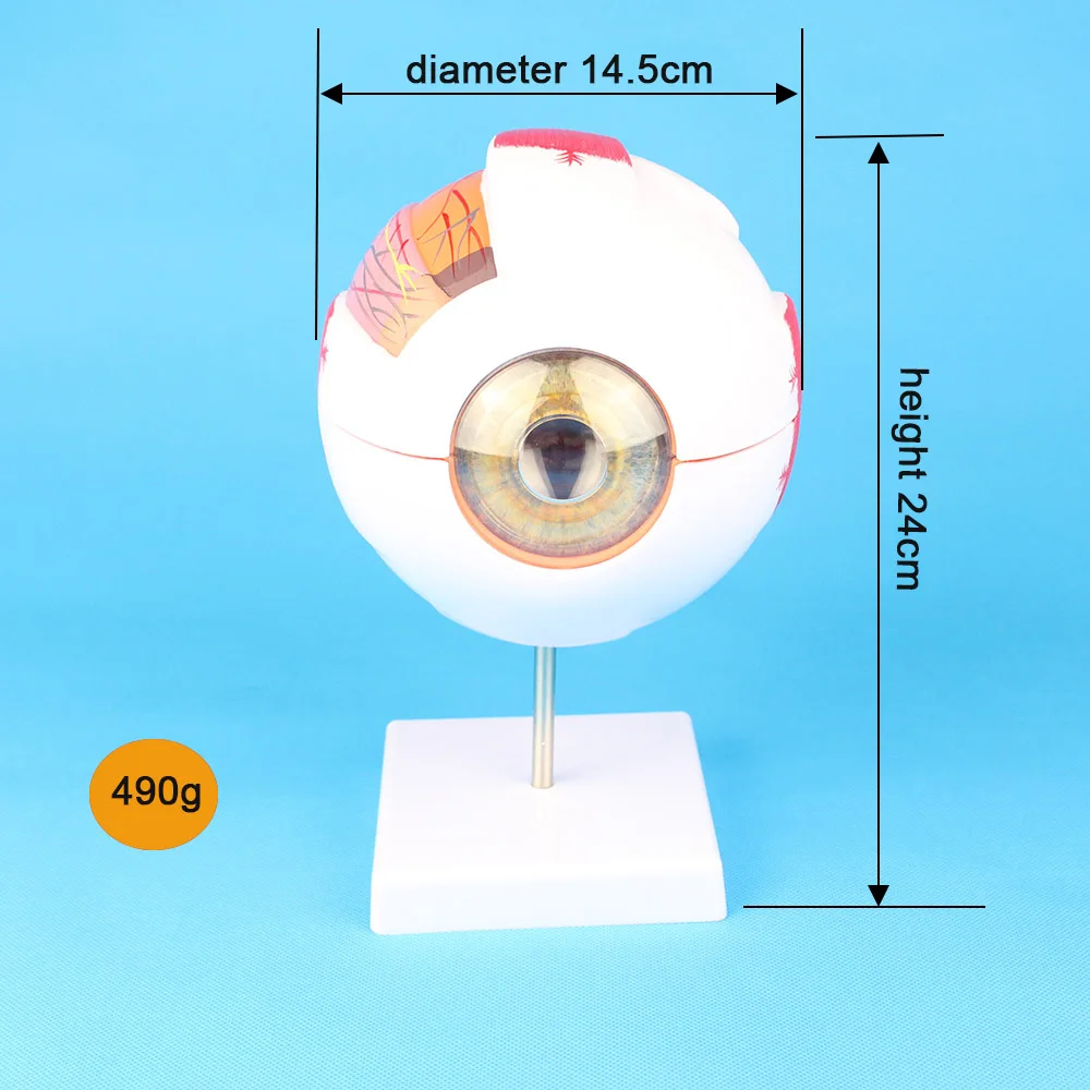 Anatomical Eye Model For Eye Special Teaching