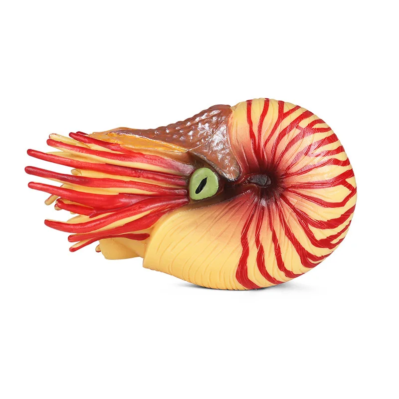 

Simulation of ancient marine animal model Children's toy static Nautilus conch aquarium scene ornaments