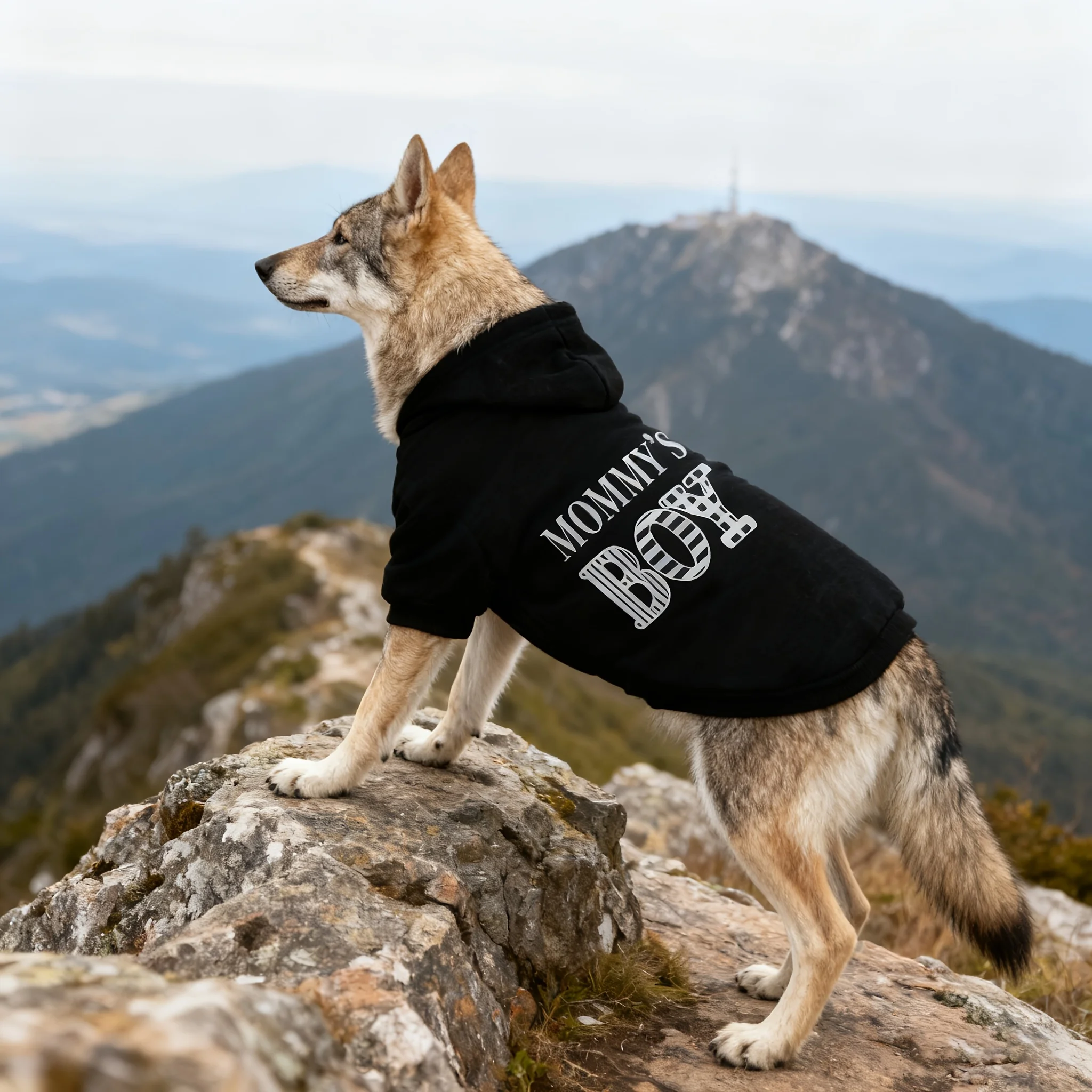 Seb318055c29f4c00ae702bafb6c6afb9w