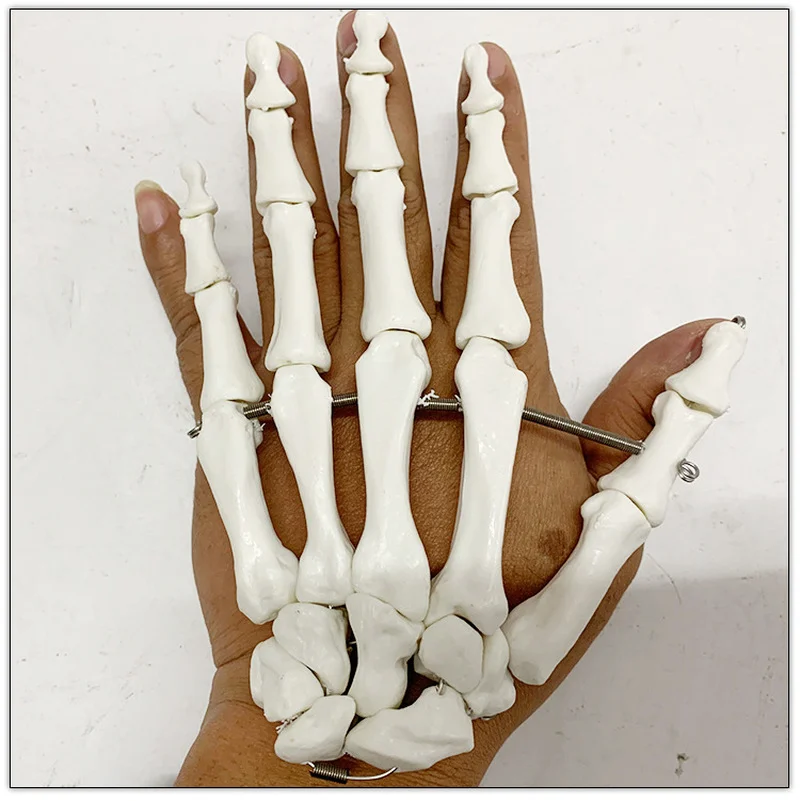 1:1 Life Size Human Hand Joint Model Hand Skeleton Bone Model Wrist Vola Palm Skeleton Medical Science Teaching Supplies