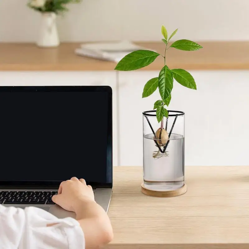Avocado Tree Starter Vase Avocado Tree Growing Kit 3 Pieces Wooden Base Starter Vase Glass Propagation Plant Pot Sprout Growing 2