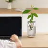 Avocado Tree Starter Vase Avocado Tree Growing Kit 3 Pieces Wooden Base Starter Vase Glass Propagation Plant Pot Sprout Growing 2