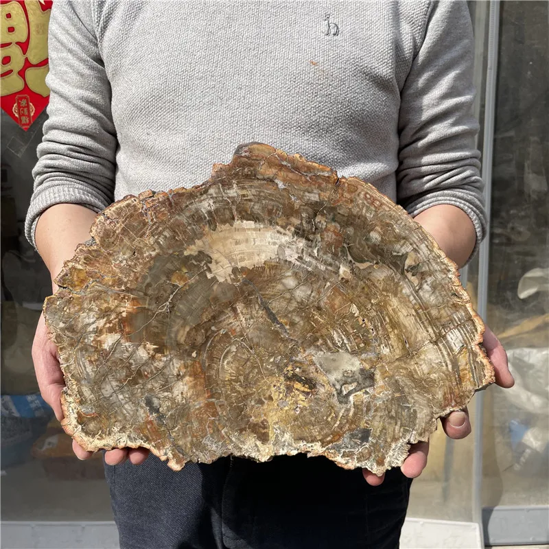 

3.7kg Natural Petrified Wood Specimen Semi-precious Stone Slices Crystals Healing Stones