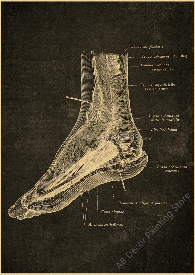 Nostalgic Posters Anatomy Chalkboard Poster Prints Body Parts Heart Hand Foot Drawing Vintage Home Room Art Wall Decor Painting Peckshirt