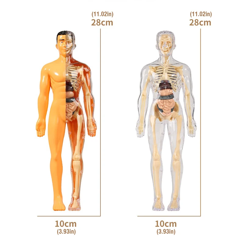 3D Human Body Torso Model for Kid Anatomy Skeleton Removable Simulation Organ and Skeleton Detachable Bone Body Education Models