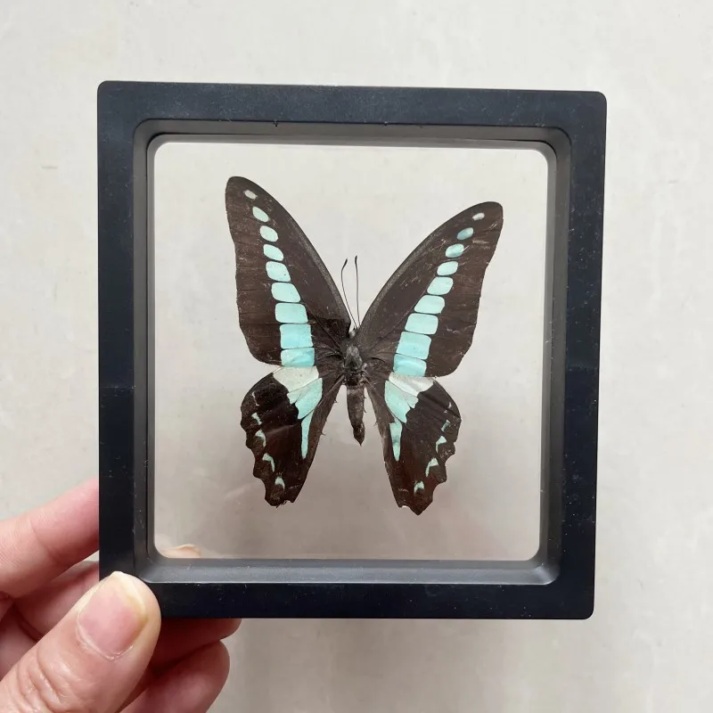 Real butterfly Specimen Photo Frame Rare Butterfly Ornament Gift Kindergarten Display Frame Hanging Picture Wall Decor butterfly specimen