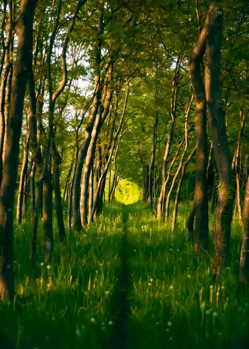 Sunlit Forest Canvas Wall Art - Green Tree Landscape Home Décor Print