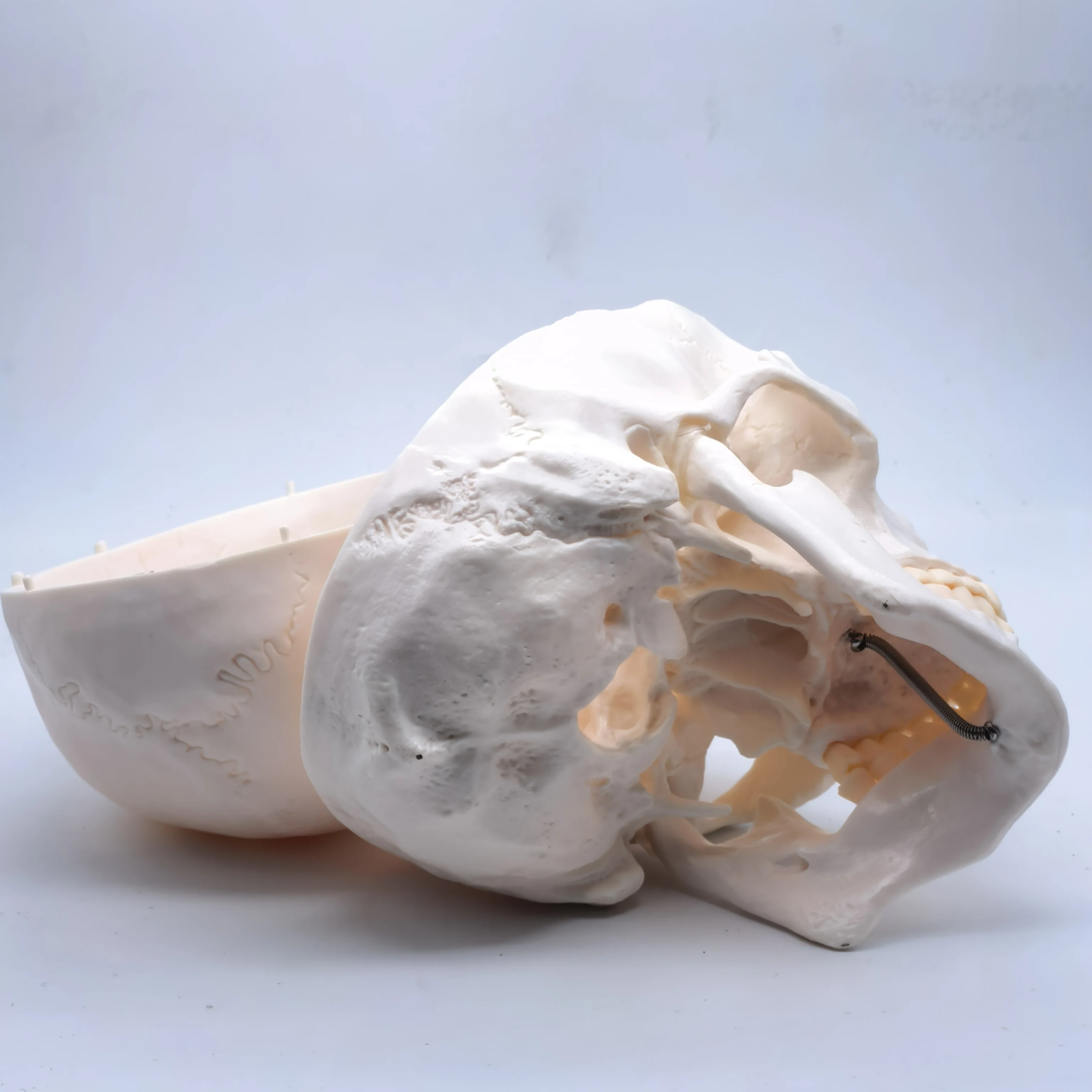 Life Size Human Skull Model PVC Anatomical Accuracy with Movable Mandible for Medical Teaching Art