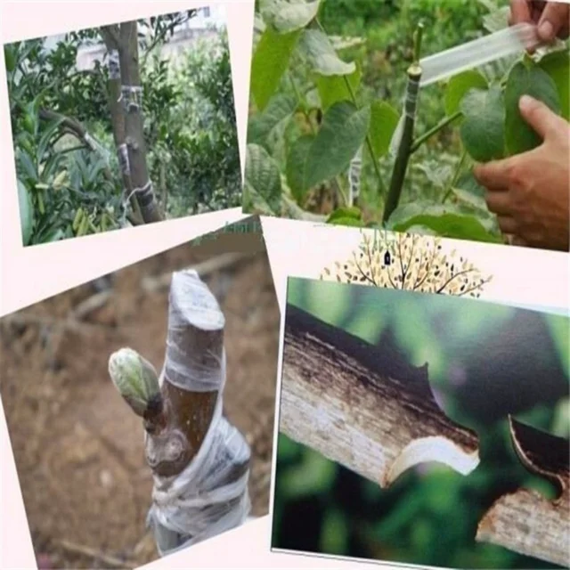 A Delysia King Óvoda Oltó Szalag Ragadós Kerti Fáktól, Kaszálás És Az Oltások Oltószerszámokig Terjed, 2 Cm X 100M - Image 5