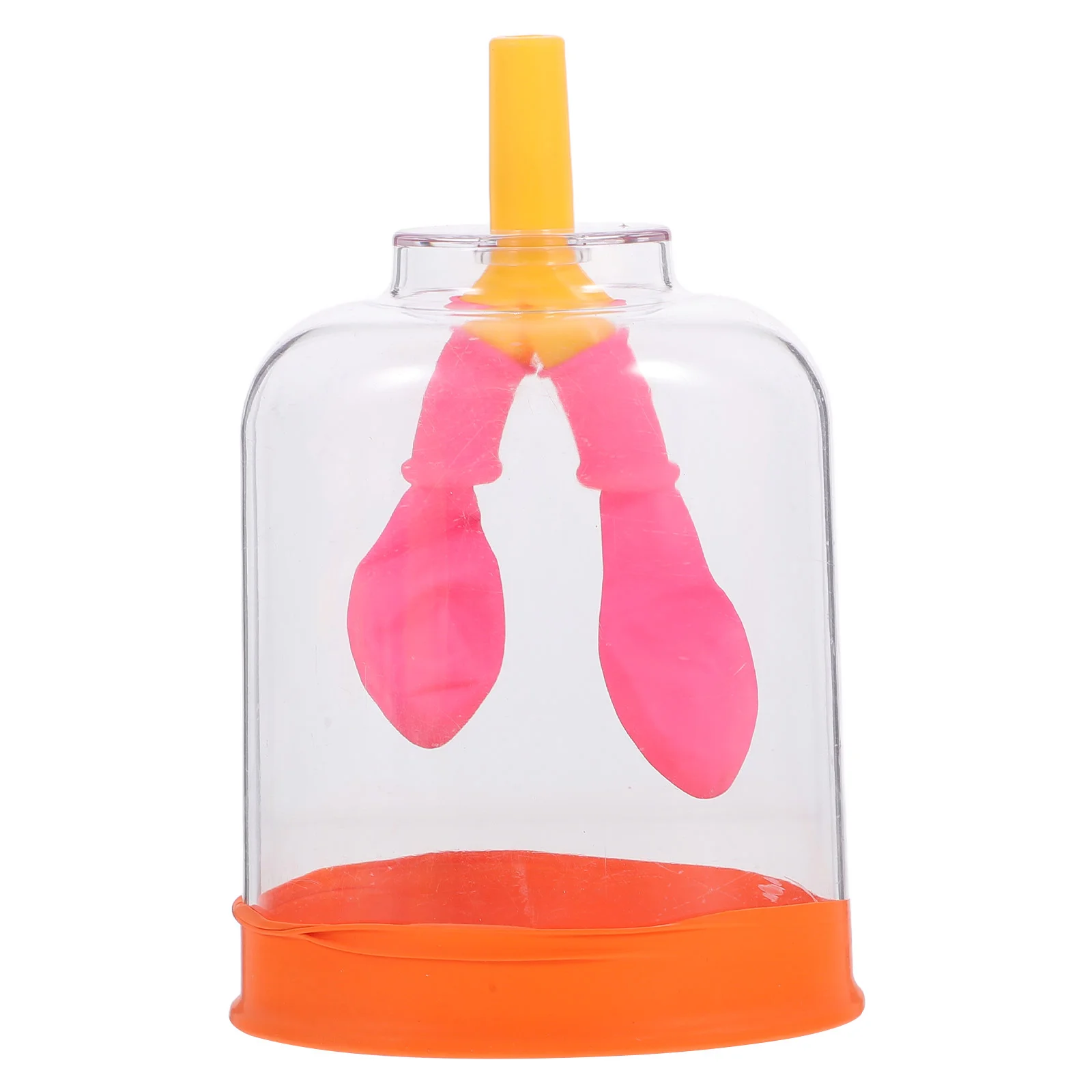 Plastic Human Lung Model Education Teaching Aid Biology Experiment Tool Scientific Instrument Breathing Lungs Function Anatomy
