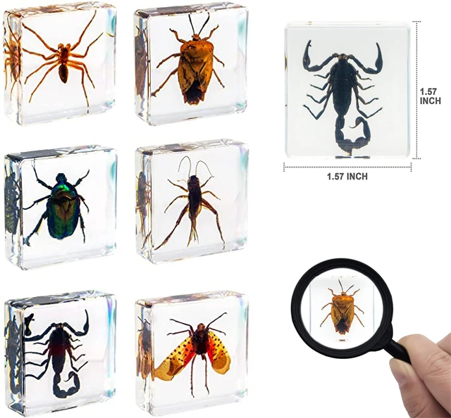 昆虫標本セット 昆虫標本セット Sサイズ | ジョイフル本田 取り寄せ