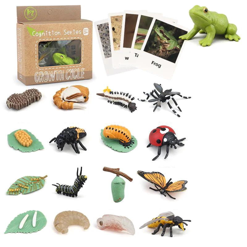 

Innovative Simulation Plant Insects Children Montessori Early Childhood Teaching Aids Animal Growth Cycle Model Set Cognitive To