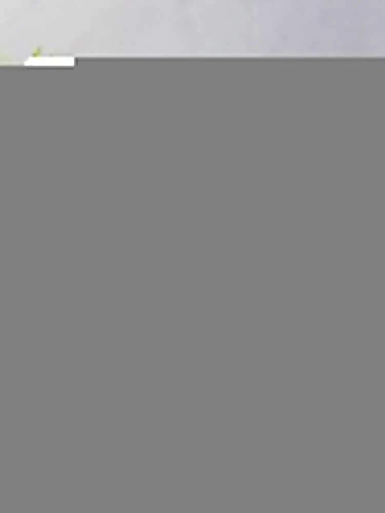 NF ǳ�� (��� �ΰ�) ������ ���, ǫ���� ���� ���Ÿ� St, ������ ���� ħ�� ���