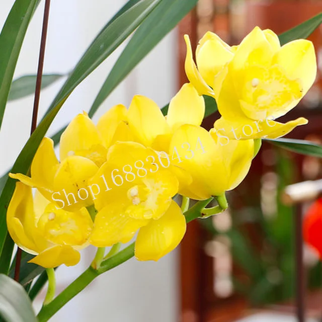 Orchidea Virágok Speciális Összetett Műtrágya Lassú Effektus Vezérelt Felszabadító Szer - Image 2