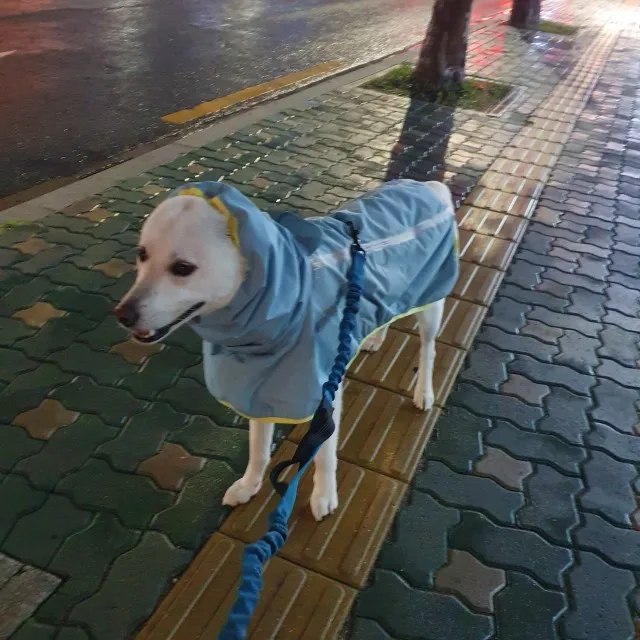 Waterproof Dog Coats