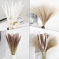 10 Pack Dried Reeds Natural Plants Small Pampas