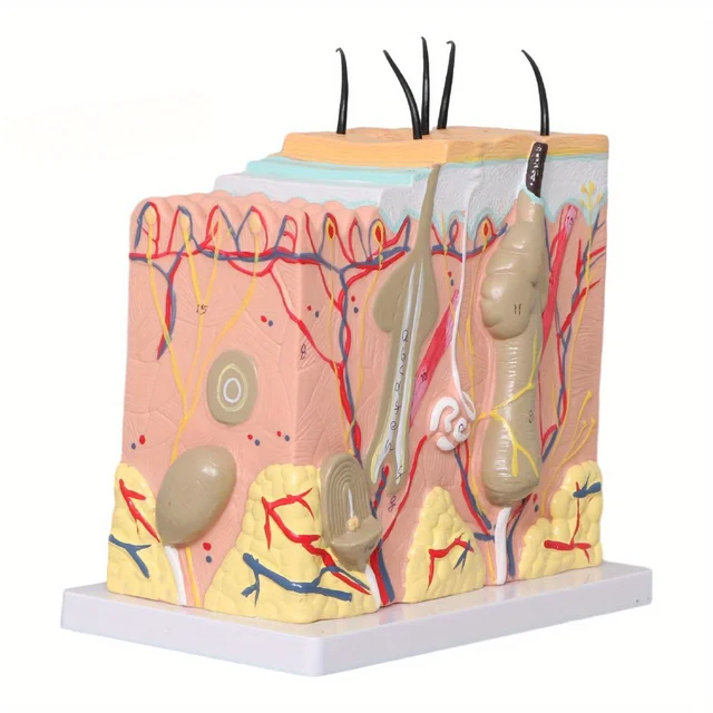 50X Times Human Big Anatomical Skin Magnified Tissue Structure Model with Hair Enlarged for Biology Cosmetic Surgery 1