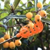 1pc-Fruit Picker Garden Pickers Home Loquat Work Tools Supplies Plastic Labor Saving Picking Device Bayberry Persimmon Pear 6