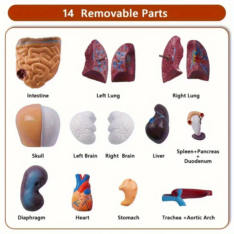 Detachable Human Organ Model 2