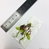 Creobroter Gemmatus Real Insect Specimen Mantis Beetle Collection DIY Crafts Home Decoration Home Decoration Accessories 3