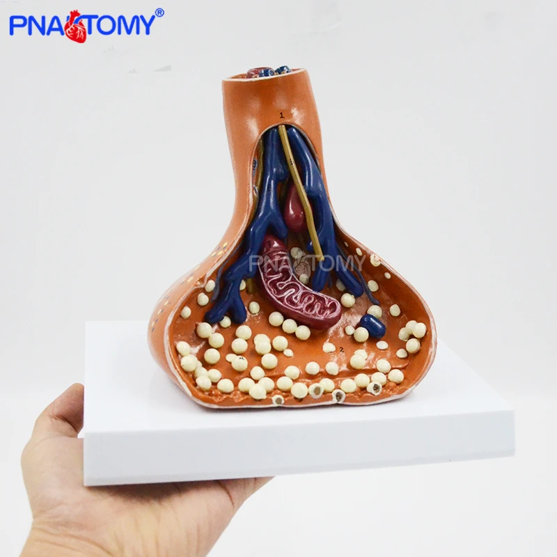 

Раньше нейросинаптические сердечники, анатомия нервной системы, медицинский обучающий инструмент, обучающее оборудование, анатомическое использование