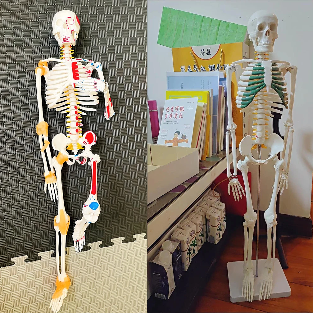 85cm Human Skeleton Model Anatomical Anatomy Adult Human Flexible Medical Anatomical Boneco Toy In Medical Science Lab Supplies