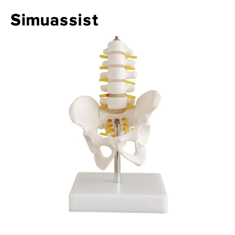 Mini Pelvic Spine Anatomy Model 2