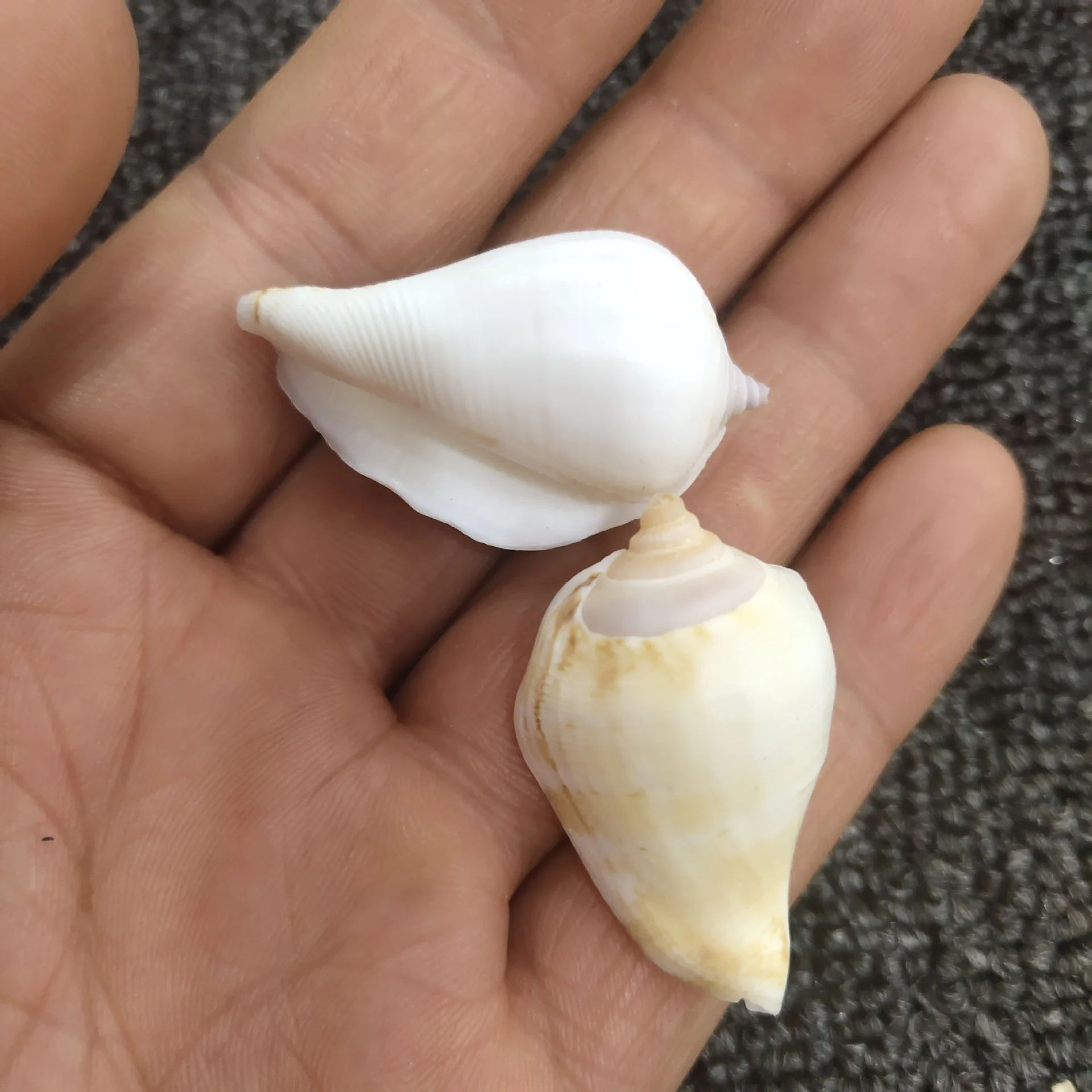 피닉스 콘치, 3-4cm, 소라껍질 창문 장식 공예품, 화이트 마우스