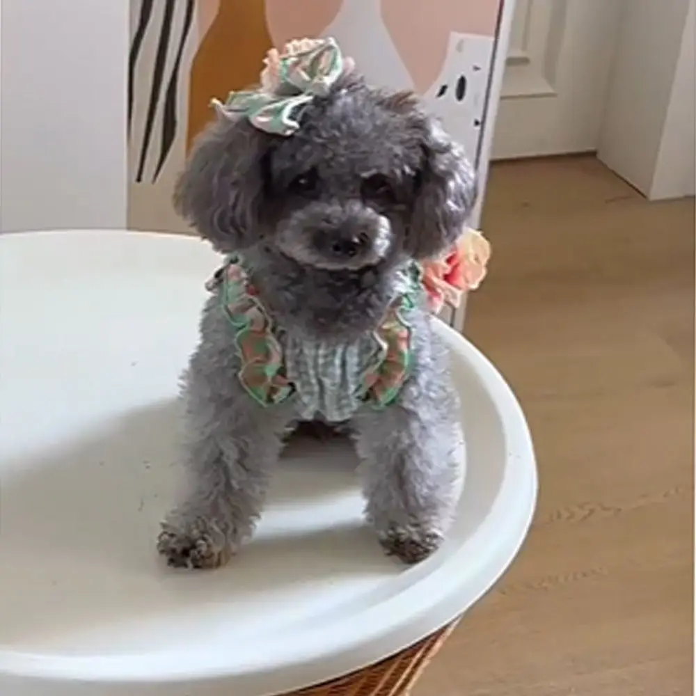 Pet Supplies Cute Pet Plaid Lace Vest Fashion Breathable Dog Clothes Soft Cat Dress for Puppy Kittens