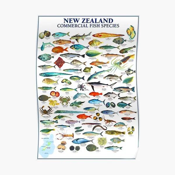Nz Commercial Fish Species Poster Cheap Prices tecnico