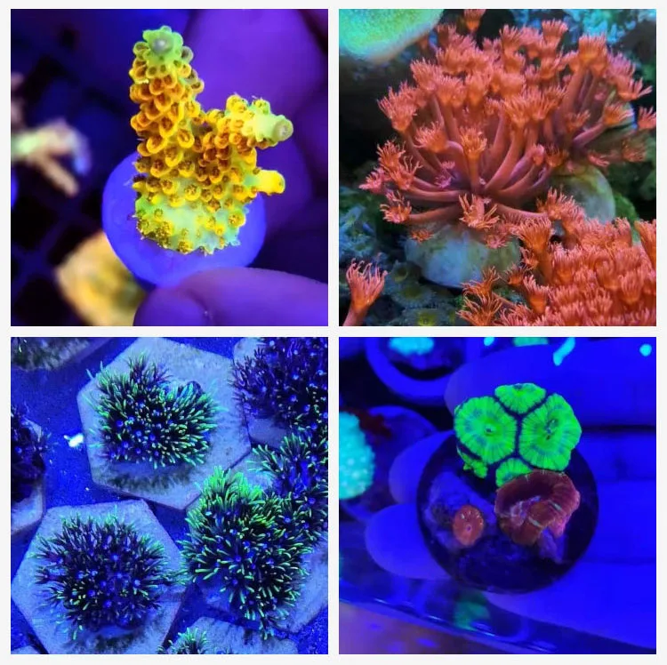 10 stücke 40mm/50mm/56mm SPS Keramik Korallen Frag Stecker Aquarium Dekoration Platz Korallenriff Frags basis Aquarium Zubehör – Detail 2