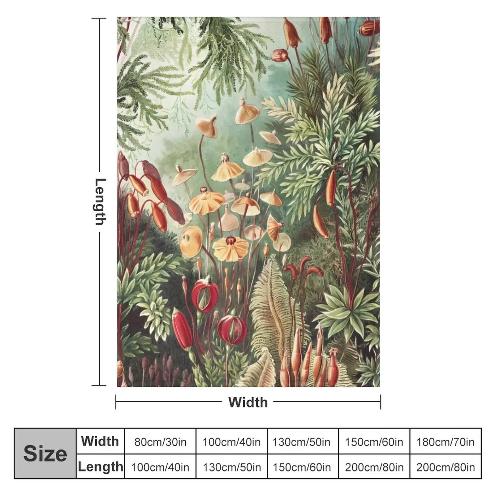 �̳�-Ernst Haeckel ������ ��� ���, �ſ� ū �̺� ���